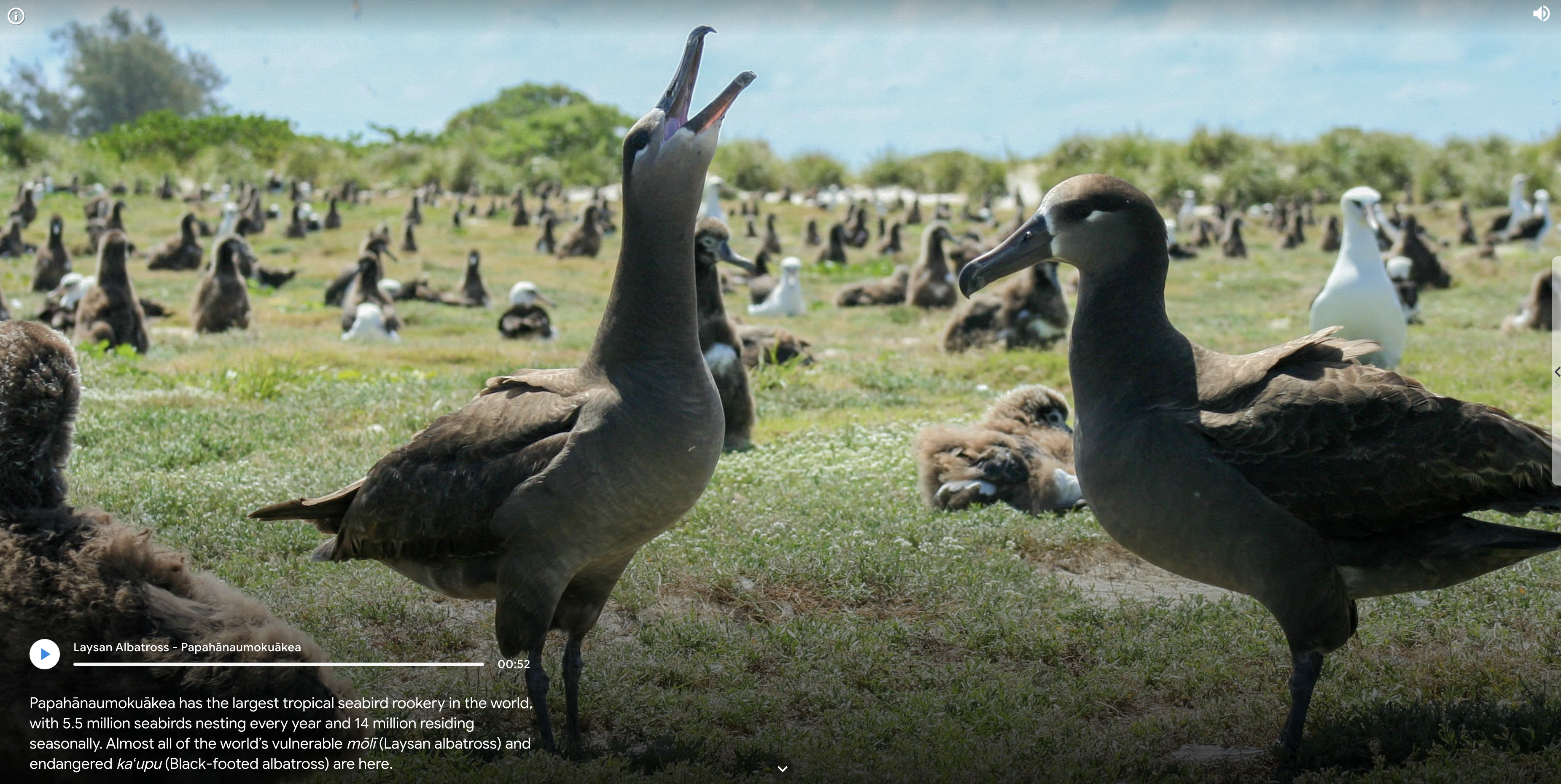 Google Arts and Culture Storymap